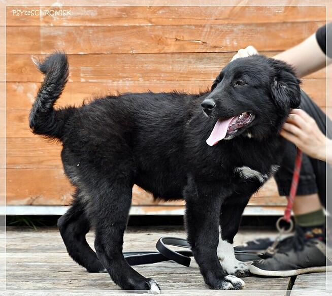 Bella – urocza psia dziewczynka do pilnej adopcji