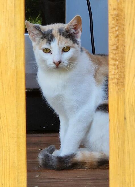 Czteromiesięczna kotka szuka dobrego domu :)