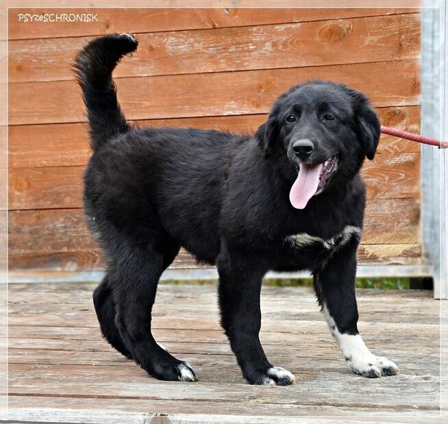 Bella – urocza psia dziewczynka do pilnej adopcji