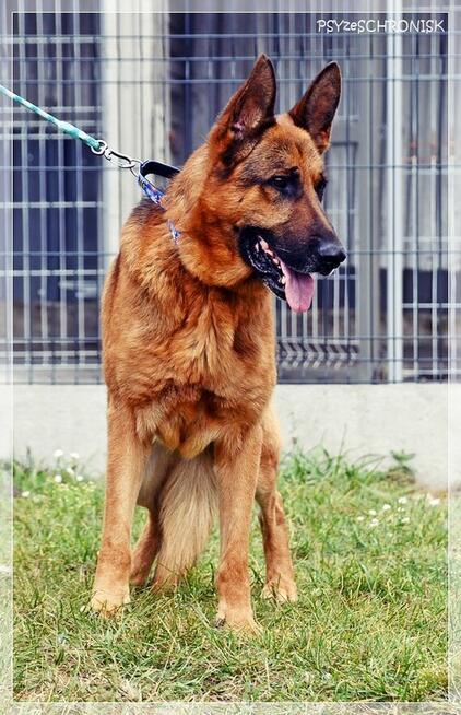 Szeryf – dostojny, zapatrzony w człowieka chłopak w typie ON