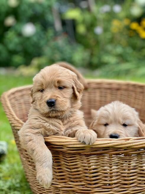 Golden Retriever linia amerykańska ZKwP FCI samiec