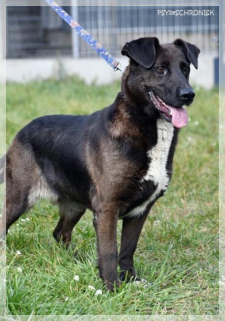 Luna – wyjątkowa sunia z wielkim sercem ciągle ufa