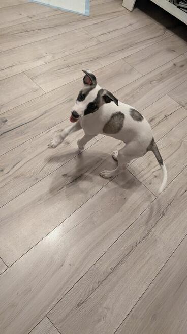 Chart whippet szczeniak pies