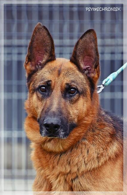 Szeryf – dostojny, zapatrzony w człowieka chłopak w typie ON