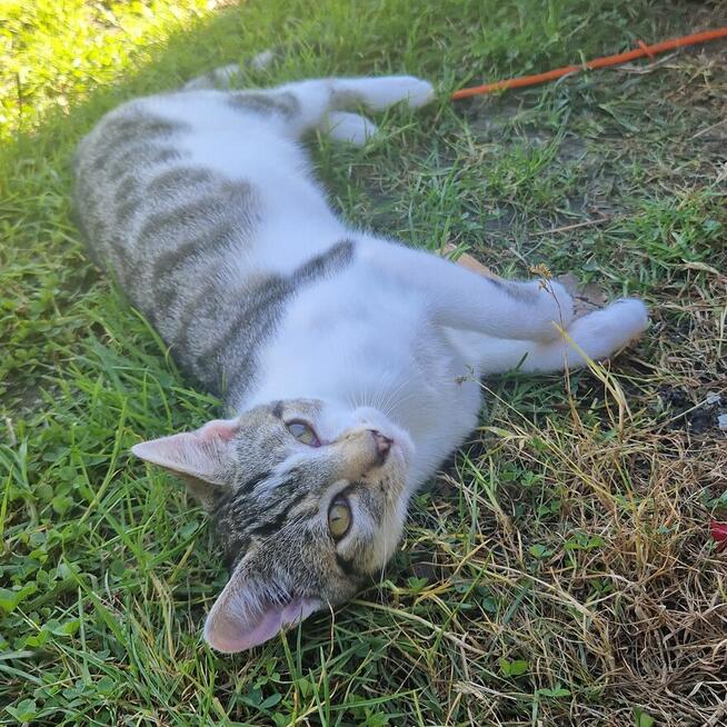 Oddam 4 miesięcznego kociaka w dobre ręce