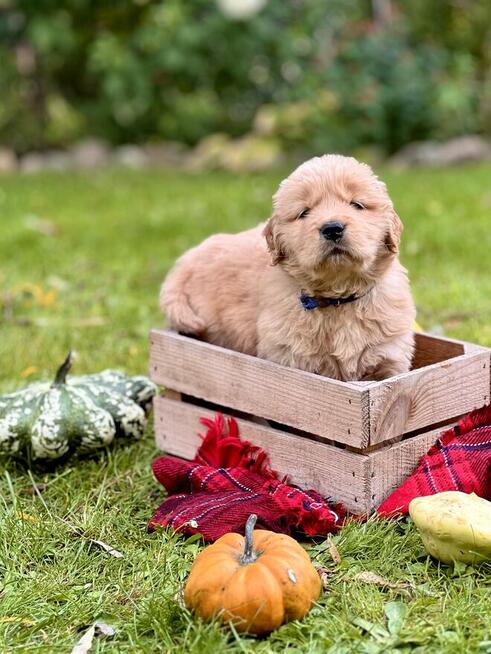Golden Retriever linia amerykańska ZKwP FCI samiec