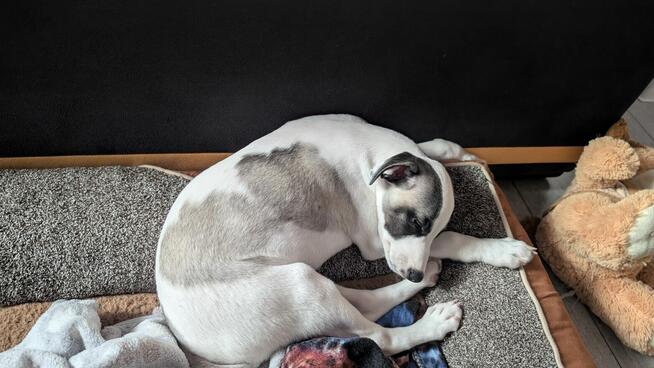 Chart whippet szczeniak pies