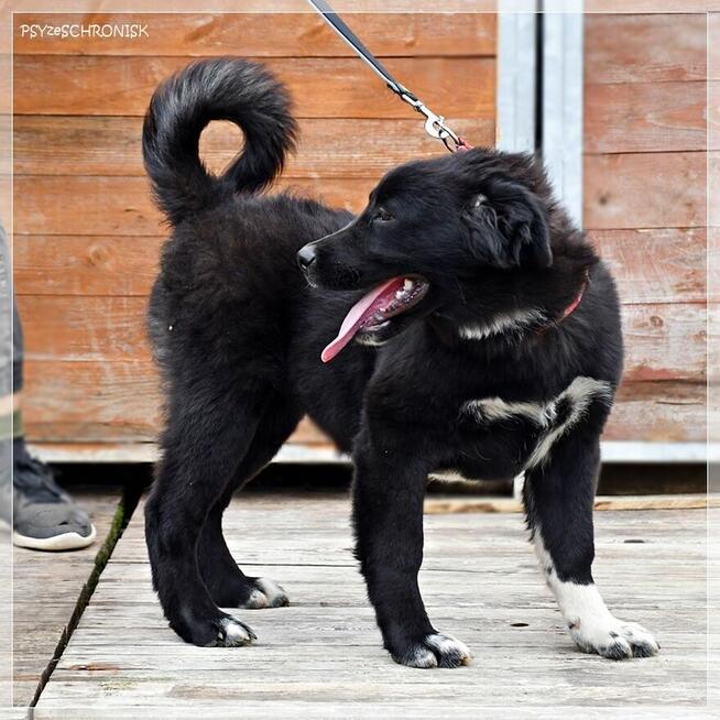 Bella – urocza psia dziewczynka do pilnej adopcji