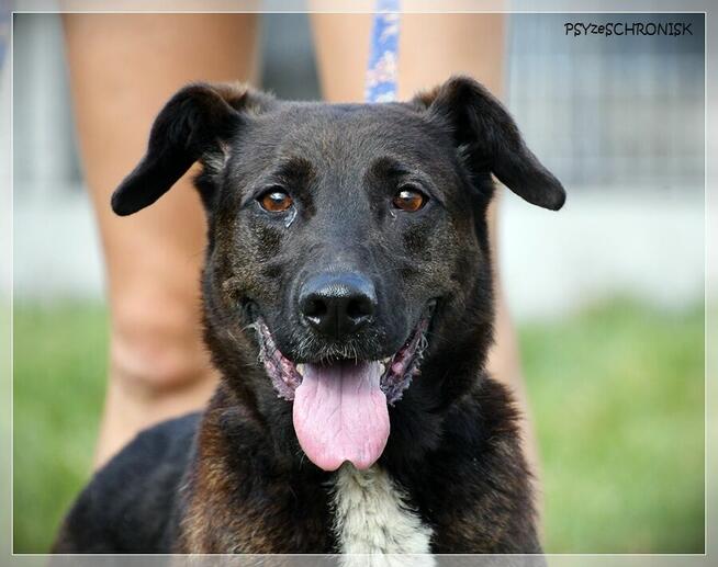 Luna – wyjątkowa sunia z wielkim sercem ciągle ufa