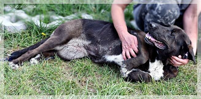 Luna – wyjątkowa sunia z wielkim sercem ciągle ufa