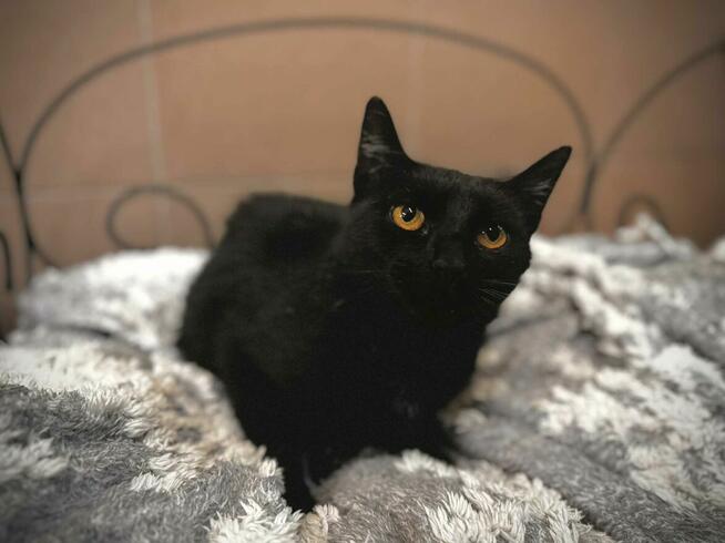 MiauDonna - śpiewająca i bardzo dobrze ułożona kotka