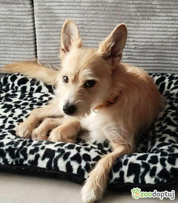 MIKI - niewielki psiaczek znowu szuka domu, ADOPTUJ!