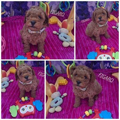 pudelk FIGARO MINI/TOY-badania genetyczne- 18 pażdziernika