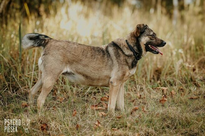 Wspaniała młoda Luiza szuka domu!