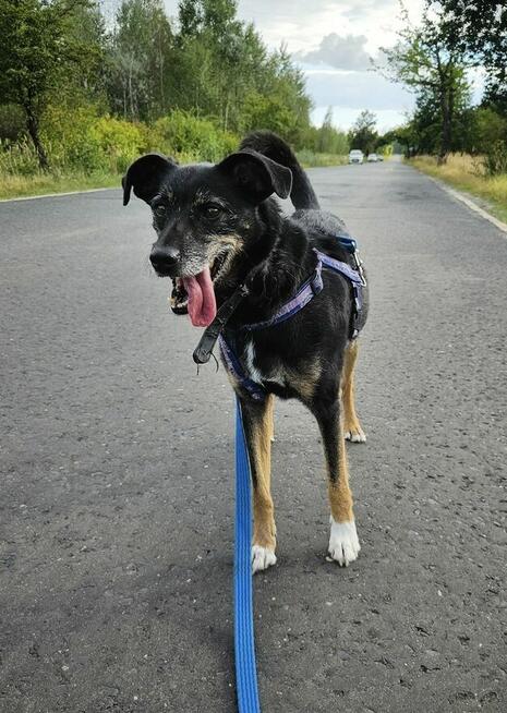 Wspaniała Gienia szuka domu!