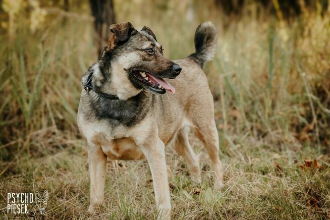 Wspaniała młoda Luiza szuka domu!