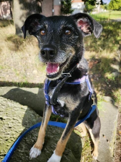 Wspaniała Gienia szuka domu!