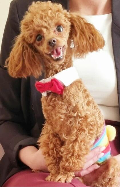 pudelk FIGARO MINI/TOY-badania genetyczne- 18 pażdziernika