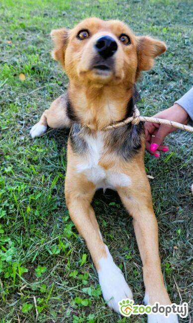 NELA - młoda sunia szuka super domu