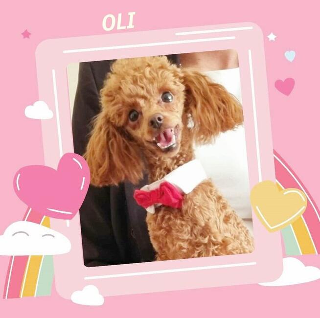 pudelk FIGARO MINI/TOY-badania genetyczne- 18 pażdziernika