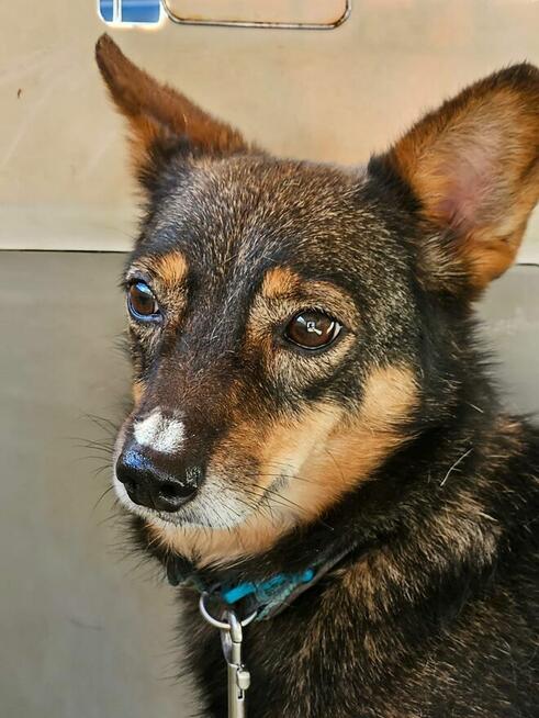 Mikro sunia Karolcia szuka swojej rodziny