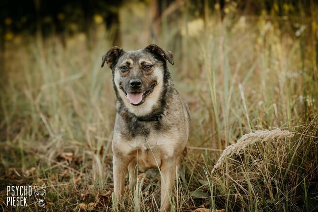 Wspaniała młoda Luiza szuka domu!