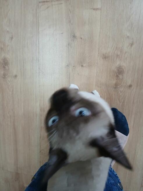 Sprzedam kota syjamskiego
