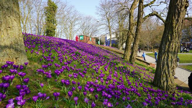 Mieszkanie Kołobrzeg Portowa, Obrońców Westerplatte