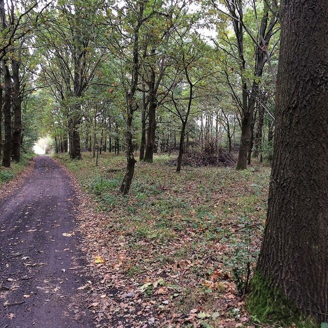 Działka rolna Dygowo, Lipowa