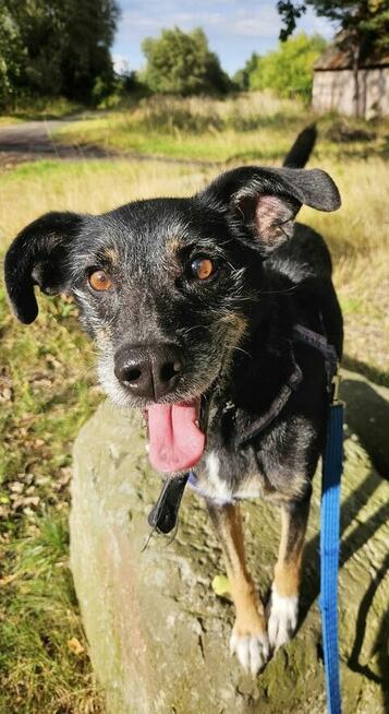 Wspaniała Gienia szuka domu!