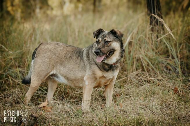 Wspaniała młoda Luiza szuka domu!