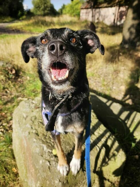 Wspaniała Gienia szuka domu!