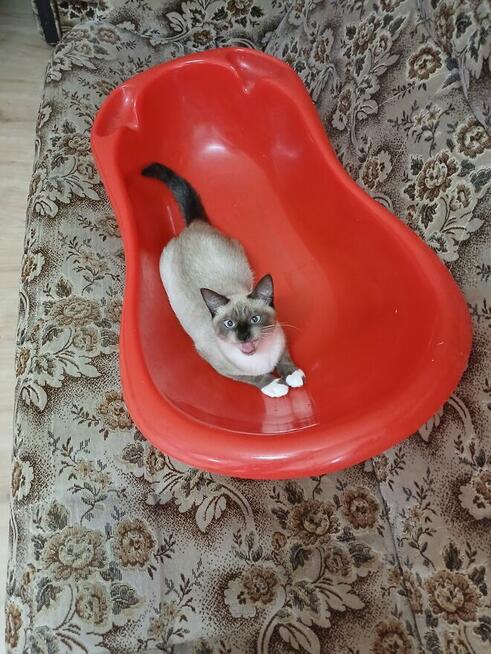 Sprzedam kota syjamskiego