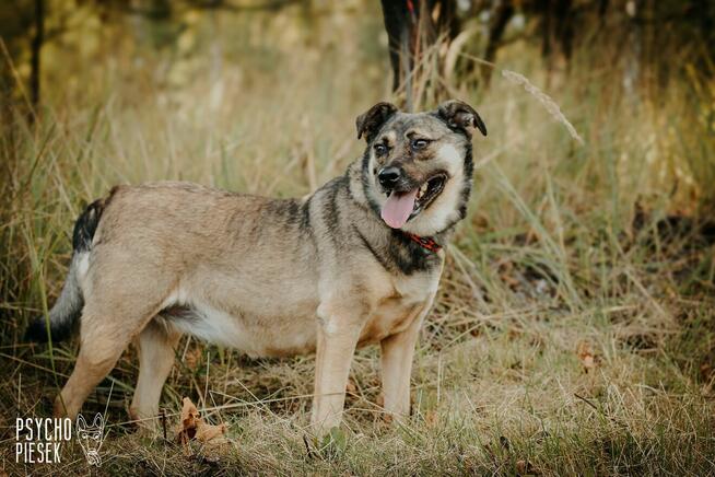 Wspaniała młoda Luiza szuka domu!