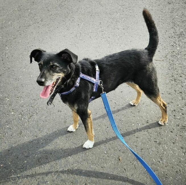 Wspaniała Gienia szuka domu!