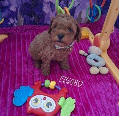 pudelk FIGARO MINI/TOY-badania genetyczne- 18 pażdziernika