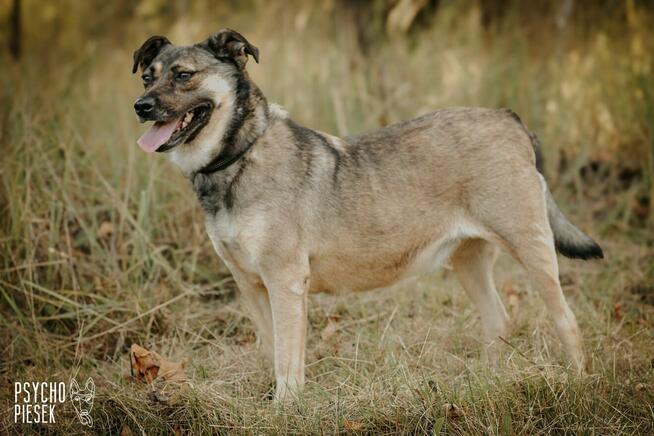 Wspaniała młoda Luiza szuka domu!