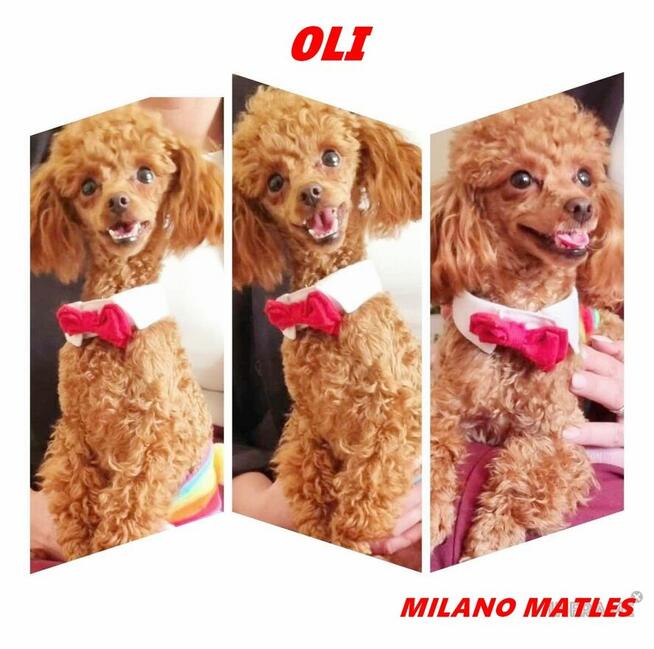 pudelk FIGARO MINI/TOY-badania genetyczne- 18 pażdziernika