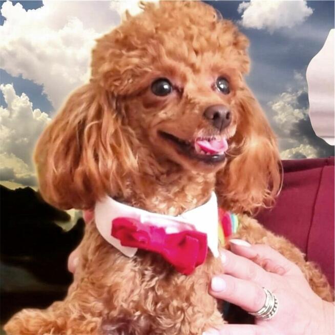 pudelk FIGARO MINI/TOY-badania genetyczne- 18 pażdziernika