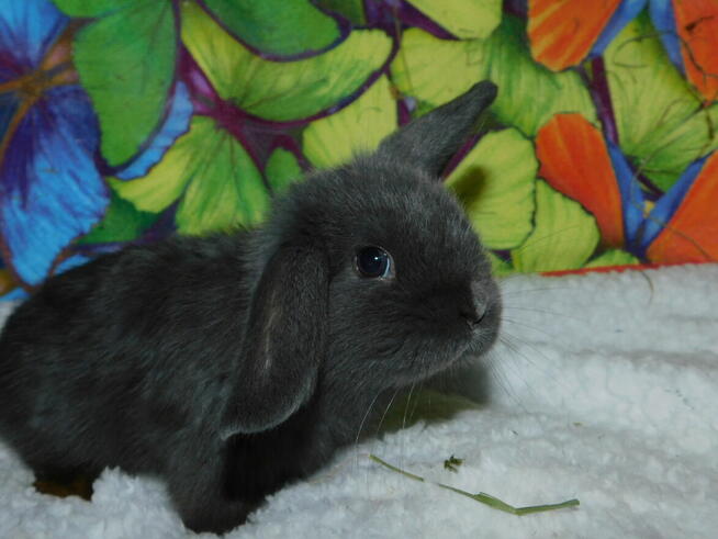 Niebieskie i beżowe baranki mini lop