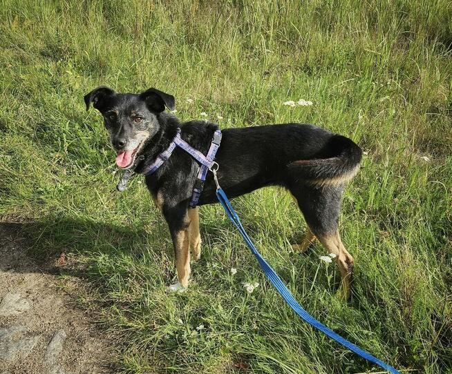 Wspaniała Gienia szuka domu!