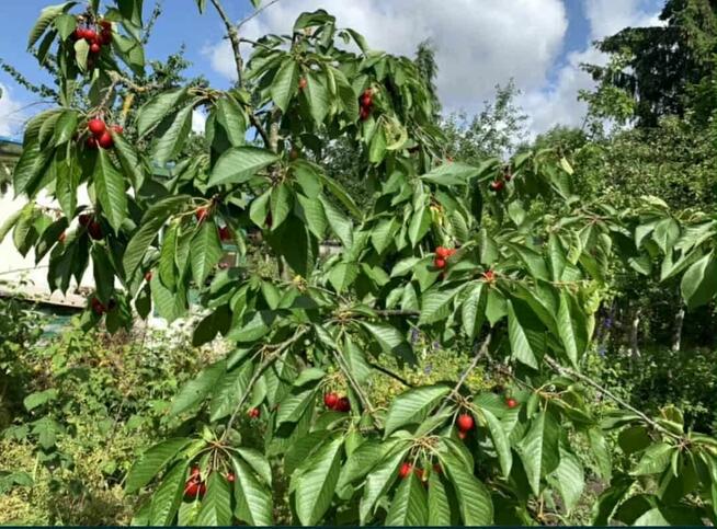 Działka 420 m2 rekreacyjna ROD Sienkiewicza, ul. Tenisowa/26