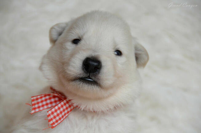 Biały Owczarek Szwajcarski