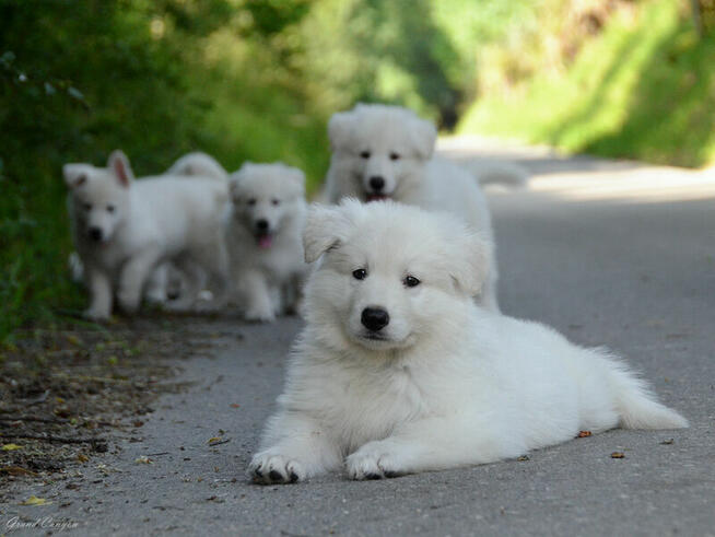 Biały Owczarek Szwajcarski