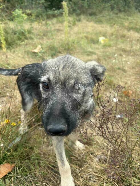 Maciuś żywe srebro wesoły pogodny poleca się do adopcji