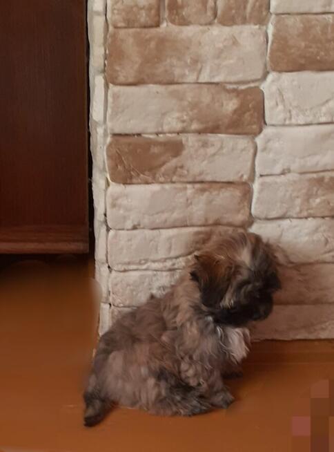 Hawanczyk hawaneze slodkie maluszki