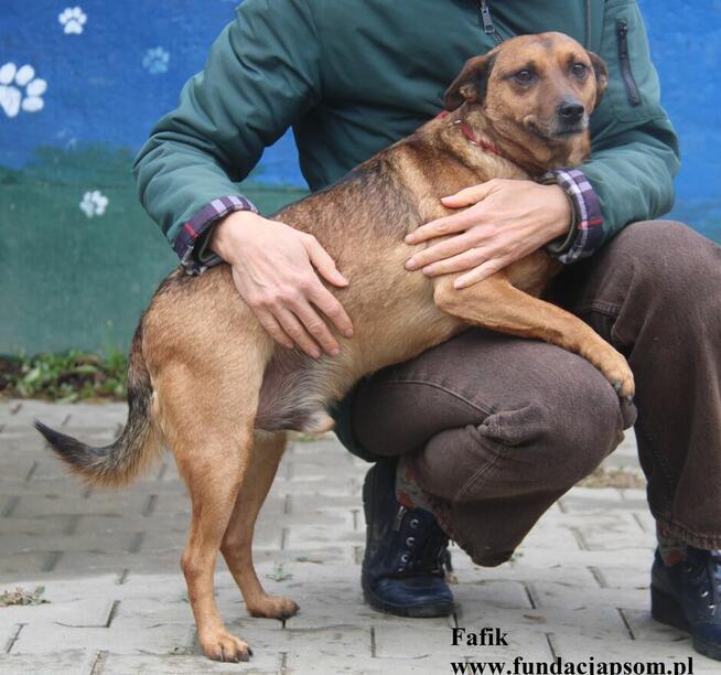 Fafik - Szukamy Właściciela