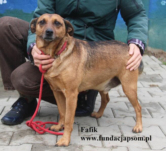 Fafik - Szukamy Właściciela