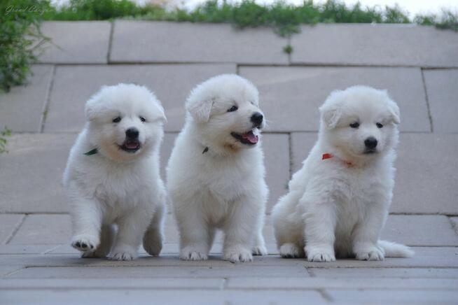 Biały Owczarek Szwajcarski