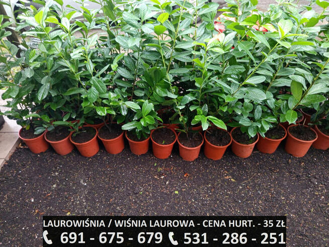 Sadzonki - Laurowiśnia / Wiśnia Laurowa Novita